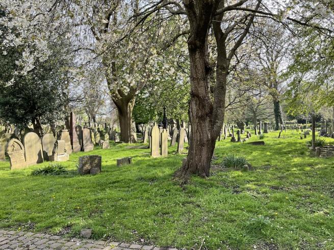 View of a cemetery with multiple headstones in view as well as a tree in blossom in the foreground. The whole area is covered in grass.
