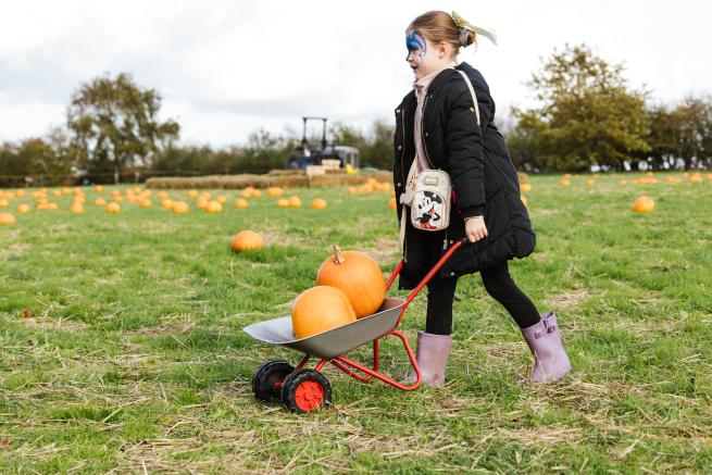 Child pushing wheel barrow with pumpkins in