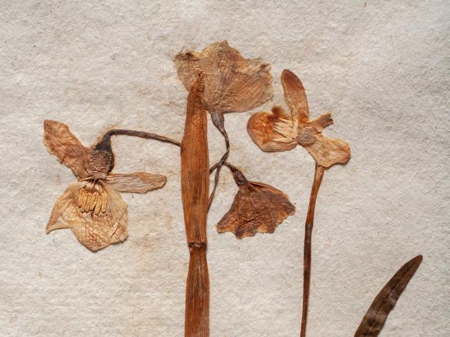 Dried pressed flowers and plant stems arranged on textured handmade paper.