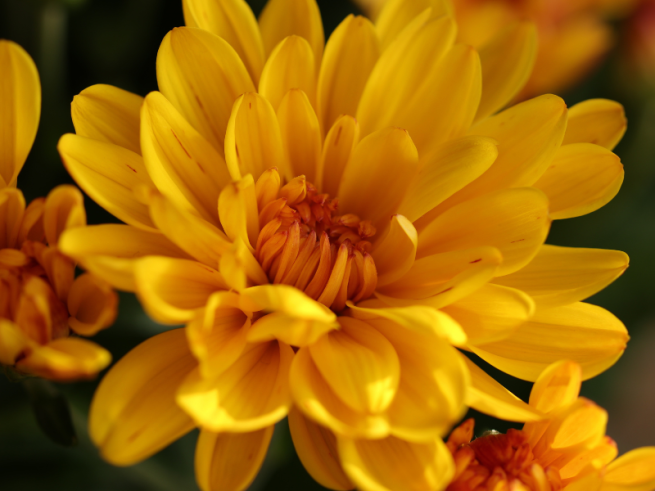 Yellow chrysanthemum