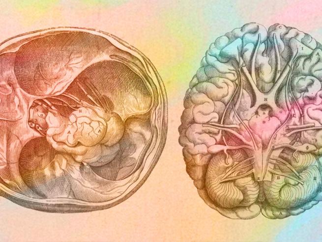 Anatomical illustration of a brain, with colourful gradient over the top