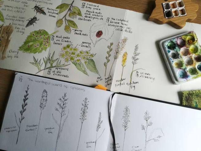 Sheets of paper with drawings and watercolour paintings of plants on