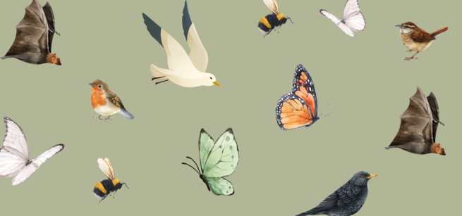 Drawings of Birds, Bees, Bats and Butterflies on a sage green background