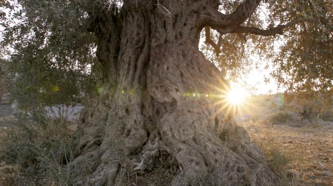 The Olive Tree