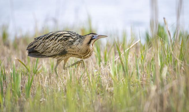Image shows an adult bittern creeping across grassland