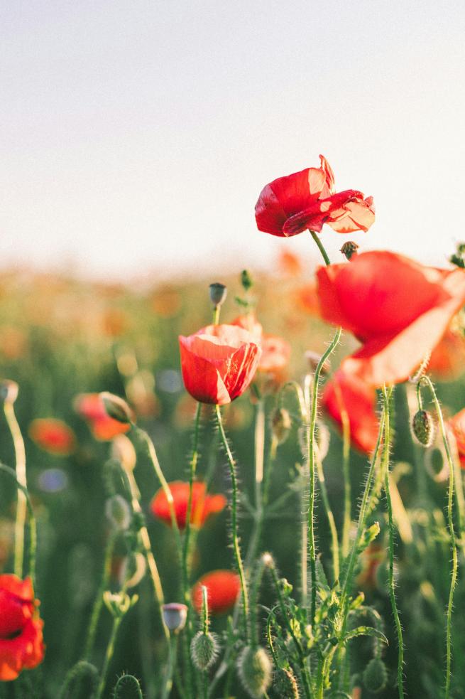 Photo by Agnese Rudzīte on Unsplash