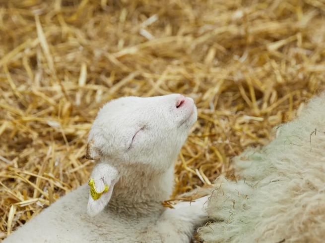 New born lamb at Temple Newsam Home Farm