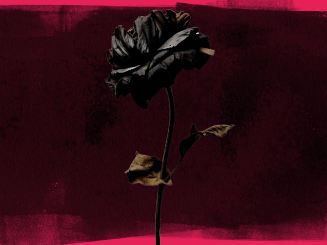 Black Rose 