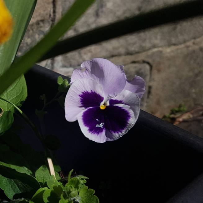 A photograph of a purple pansy flower and some long green leaves. The backdrop to this is a blurred stone wall