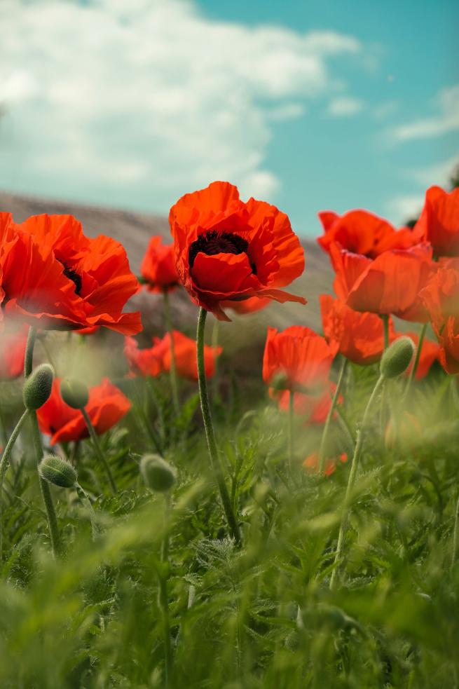 Photo by Farrinni on Unsplash