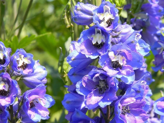 An image of Delphiniums on the Delphinium Walk at Temple Newsam