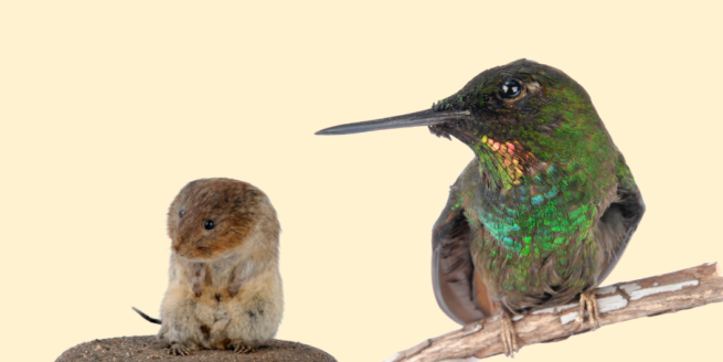 A Brazilian Ruby Hummingbird and Water Vole on a cream background