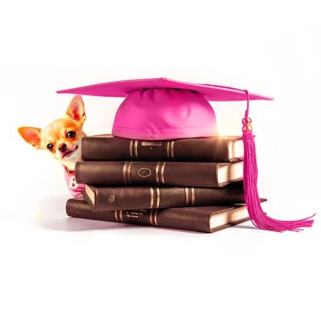 Pink mortarboard graduation cap balanced on some old looking books with a chihuahua peeking out from behind the books.