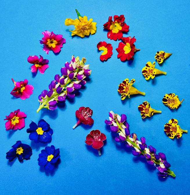 cut flowers on bright blue background