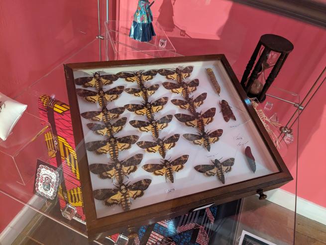 Photograph of a collection of framed moths