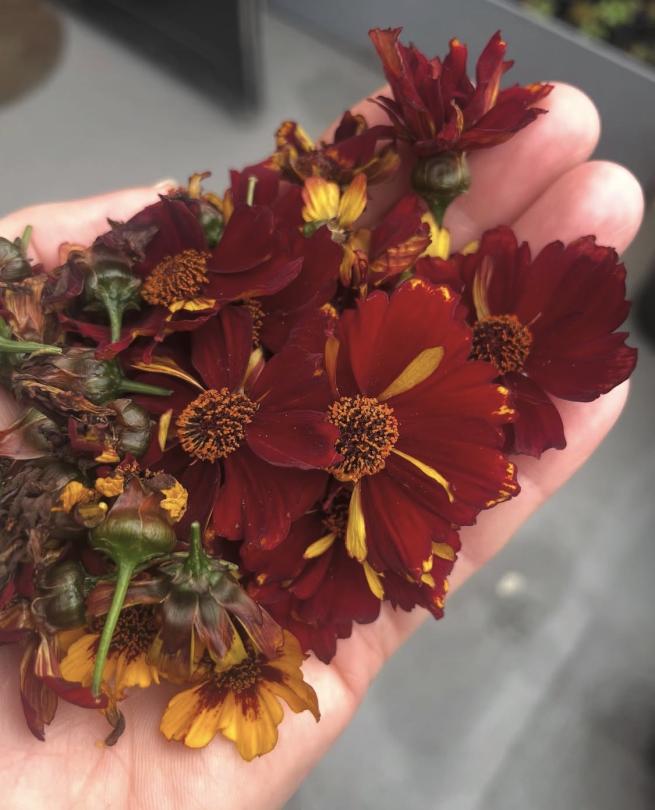 A close up image of some red and yellow coreopsis flower heads being held in the palm of a hand.