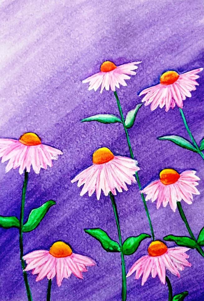 Echinaceas