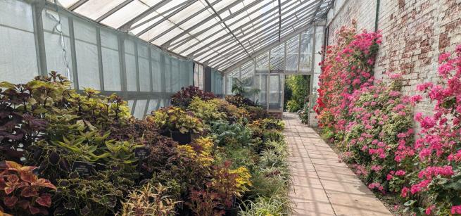 Flowers growing in a glass house with a path through the middle