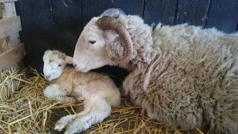A 14 acre working farm, just a couple of miles from Leeds city centre. Check out farm animals and farm practices at close quarters, as well as an organic market garden with produce for sale, a nature area, shop, picnic area, visitor centre and cafe.

The farm is sited on Meanwood Beck and demonstrates organic farming and sustainability to members of the public, as well as introducing schoolchildren to various aspects of farming and the environment. The animals farmed are Dexter cows, sheep (Whitefaced…