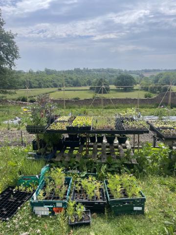 Various plants overlooking some hills.