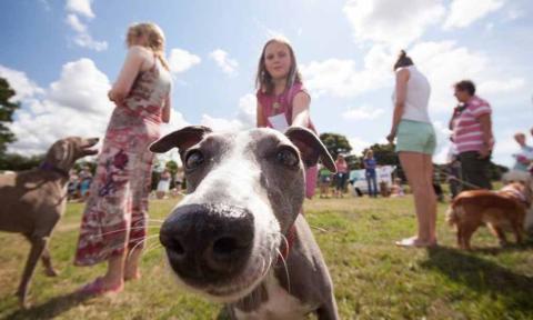 Doggie enjoying The Weeton Show