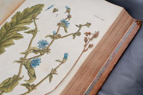Illustration from A Curious Herbal Vol. 2 by Elizabeth Blackwell. Image Credit Mark Newton Photography.