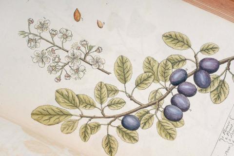 Illustration from A Curious Herbal Vol. 2 by Elizabeth Blackwell. Image Credit Mark Newton Photography.
