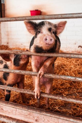 Come to Swithens Farm for a great family day out in Leeds. Our farm has plenty to offer whatever age you are!Swithens Farm is a working farm. For many years now Ian and his wife Angela have built a following that they welcome in all year around. We now have a farm shop, café, playbarn and petting farm. When we first opened we only had the usual farm animals – cows, pigs, sheep, chickens and it was free entry. We now have llamas, alpacas, meerkats, rabbits, guinea pigs, donkeys and a pony.On the working…