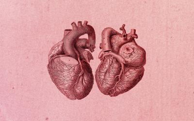 Anatomical illustration of a heart, with pink background