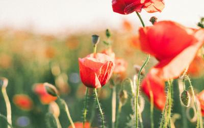 Photo by Agnese Rudzīte on Unsplash
