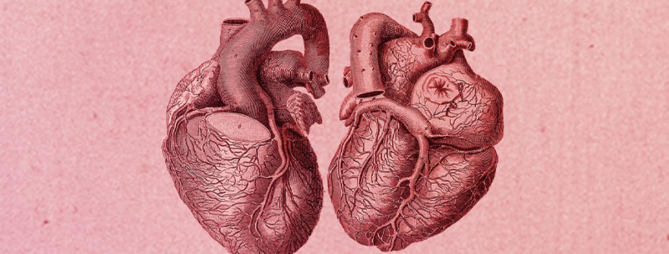 Anatomical illustration of a heart, with pink background