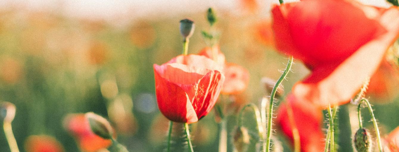 Photo by Agnese Rudzīte on Unsplash
